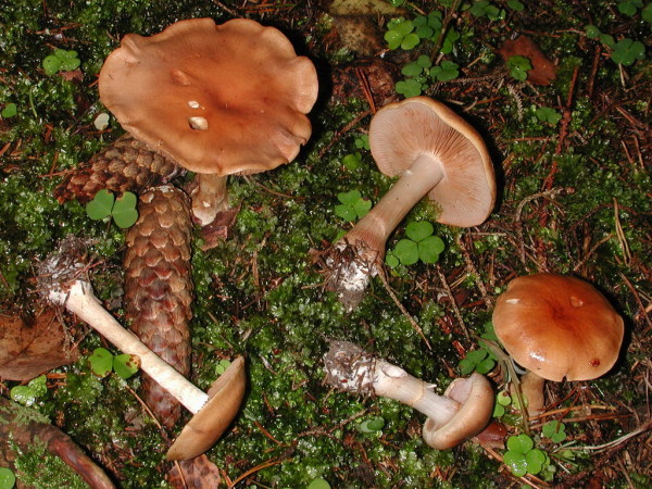 Rostbrauner Dickfuss-Cortinarius caninus