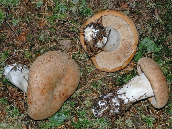 Trockener Schleimkopf-Cortinarius crassus