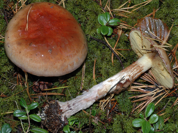 Kupferroter Klumpfuss-Cortinarius cupreorufus