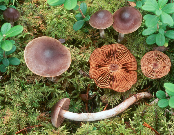 Hellblättriger Wasserkopf-Cortinarius depressus