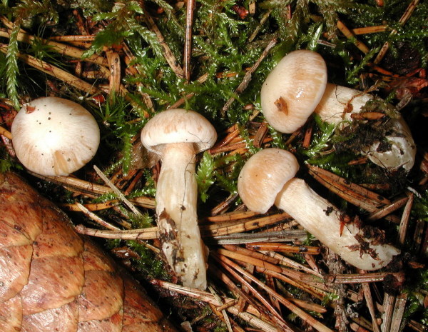 Weisser Schleimfuss-Cortinarius eburneus