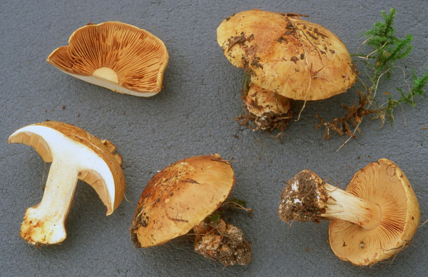 Gelbgrüner Klumpfuss-Cortinarius flavovirens