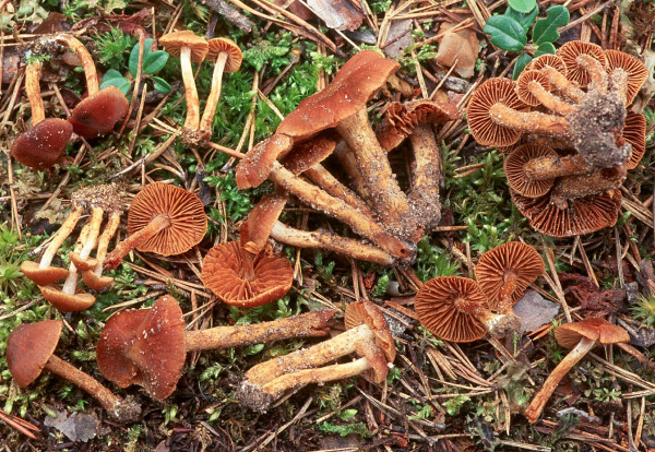 Sumpfwasserkopf-Cortinarius helobius
