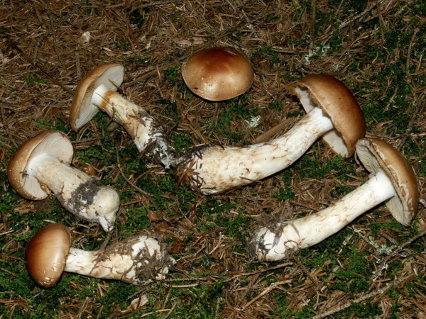 Körnigfädiger Schleimkopf-Cortinarius papulosus