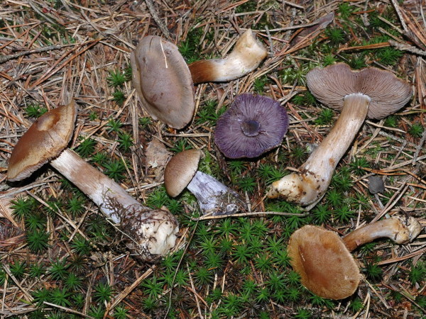 Lilastieliger Klumpfuss-Cortinarius riederi