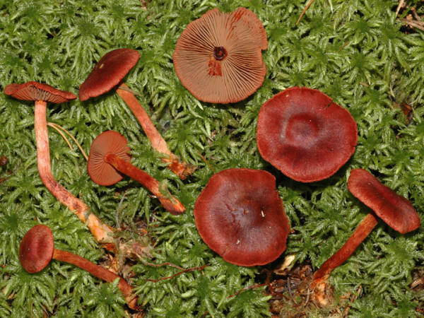 Blutroter Hautkopf-Cortinarius sanguineus