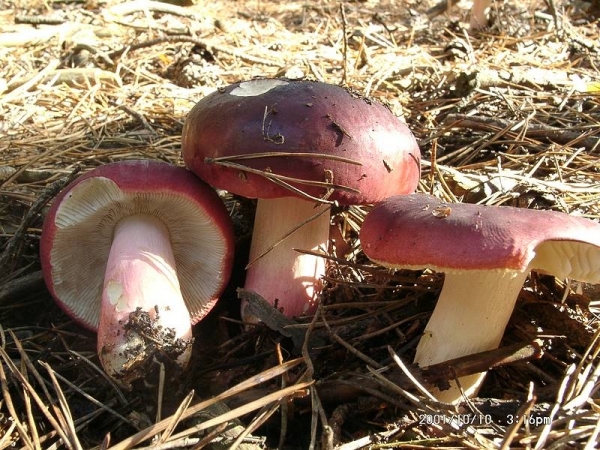 Roter Heringstäubling-Russula xerampelina