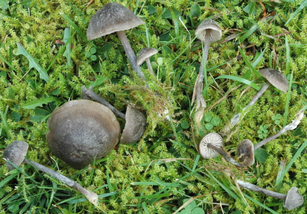 Seidigschimmernder Glöckling-Entoloma nitens