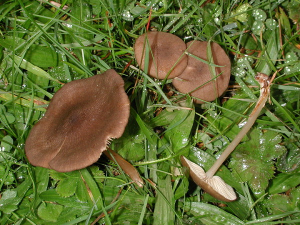 Breitstieliger Zärtling-Entoloma turci