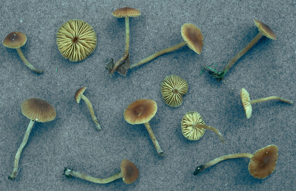 : Häubling-Galerina permixta