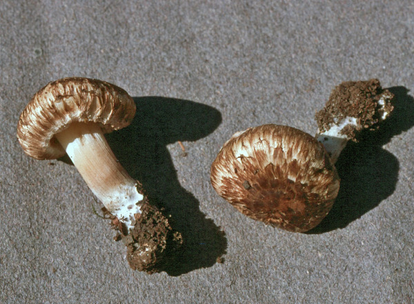 Unschöner Risspilz-Inocybe corydalina var. erinaceomorpha