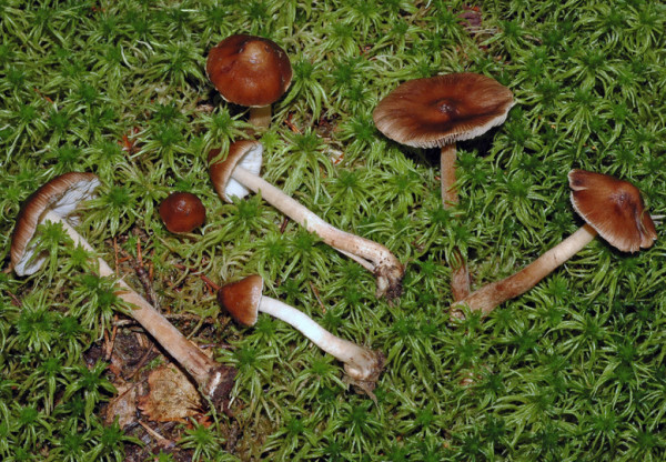 Rübenstieliger Risspilz-Inocybe napipes