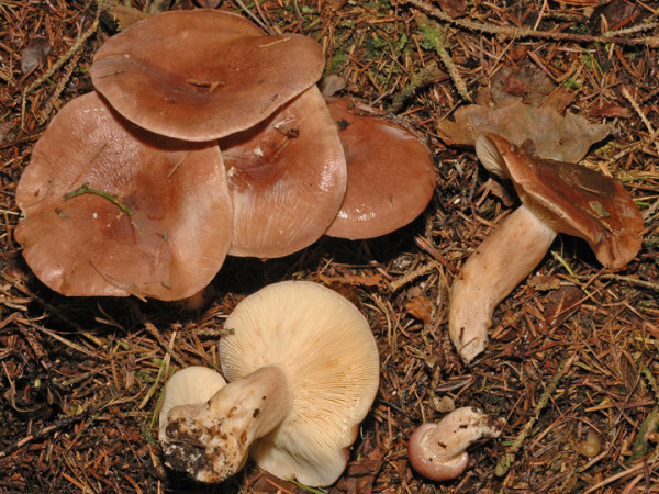 Kuhroter Milchling-Lactarius hysginus