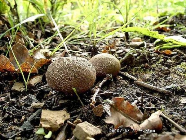 Grosser Hartbovist-Scleroderma verrucosum