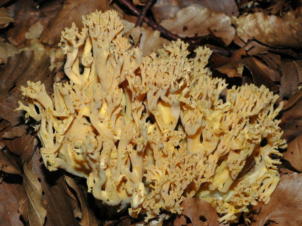 Gelbbräunende Koralle-Ramaria flavobrunnescens