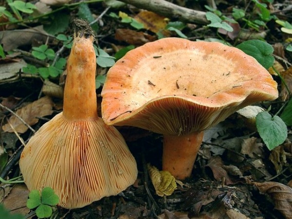 Lachsreizker-Lactarius salmonicolor