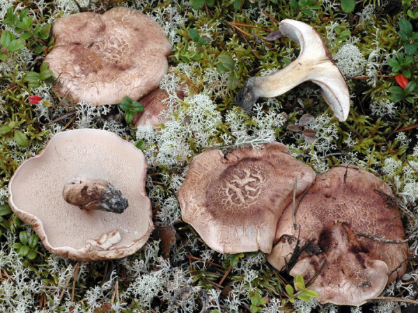 Blaufüssiger Braunsporstacheling-Sarcodon glaucopus