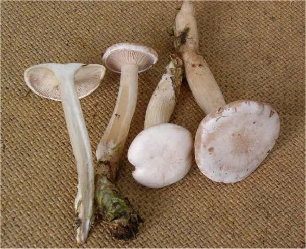 :-Clitocybe regularis