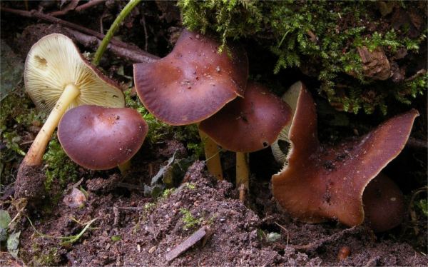 Gelbblättriger Blasssporrübling-Gymnopus ocior