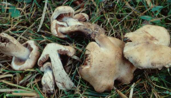 :-Cortinarius arvalis