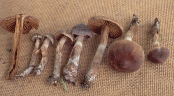 Rundsporiger Wasserkopf-Cortinarius comptulus