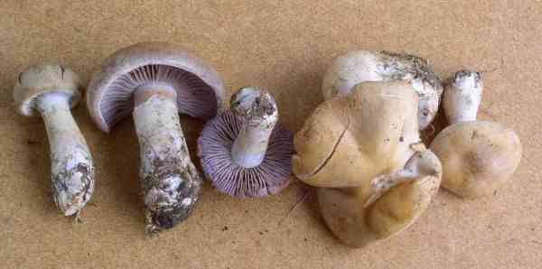 Ledergelber Dickfuss-Cortinarius diabolicus
