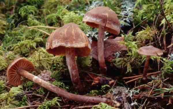 :-Cortinarius flexipes var. flabellus
