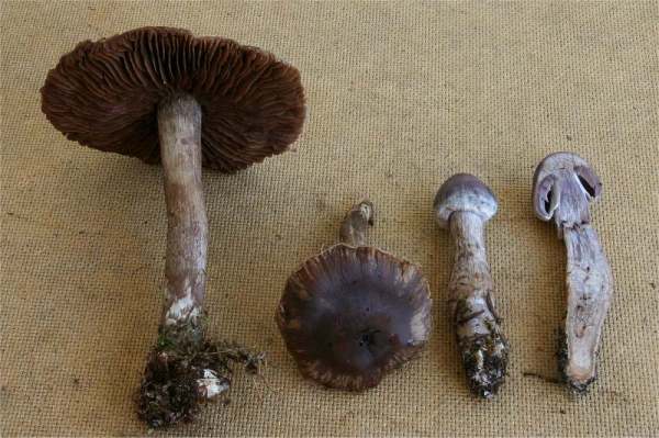 :-Cortinarius imbutus
