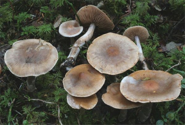 Honigbrauner Wasserkopf-Cortinarius melleopallens