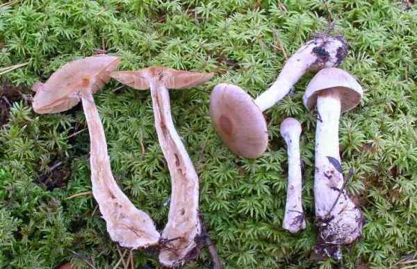 :-Cortinarius suberi