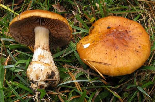:-Cortinarius variiformis