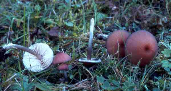 Amethyströtling-Entoloma catalaunicum