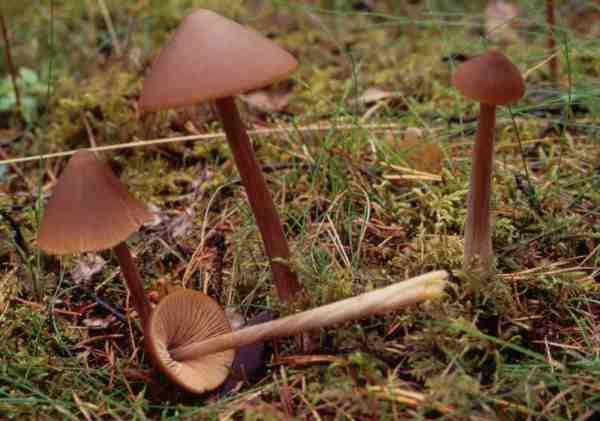 Traniger Glöckling-Entoloma hirtipes