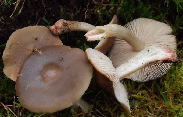 Rotfüssiger Rötling-Entoloma rubrobasis
