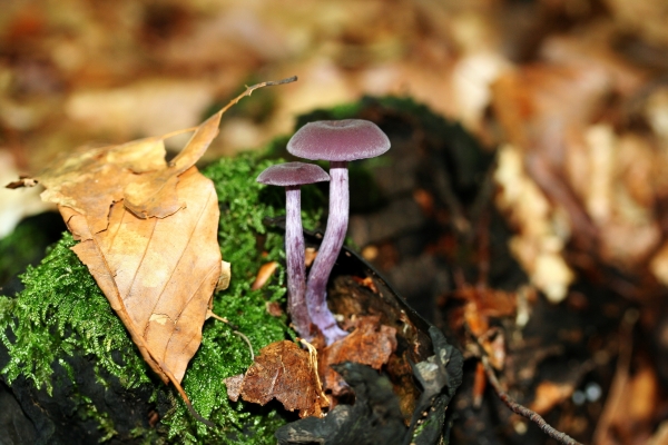 Violetter Lacktrichterling-Laccaria amethystina