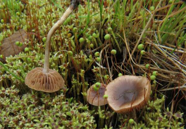 Schwärzlicher Fälbling-Hebeloma nigellum