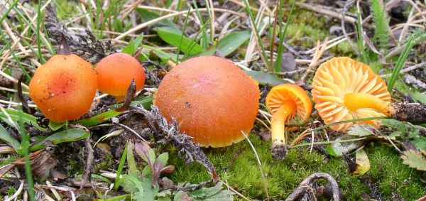 Kalkliebender Filzsaftling-Hygrocybe calciphila