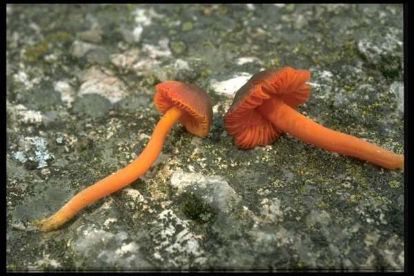 Schwarzbereifter Saftling-Hygrocybe phaeococcinea