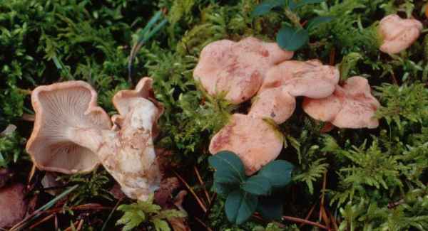 :-Hygrophoropsis olida