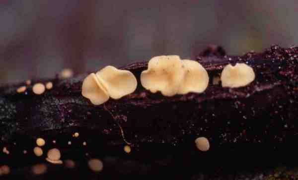 Kelchförmiger Stengelbecherling-Hymenoscyphus calyculus