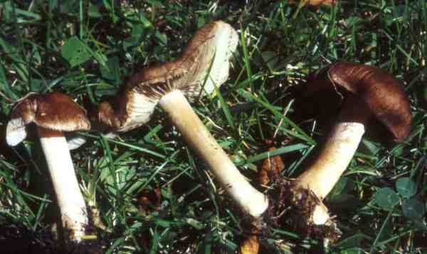 Weißrandiger Risspilz-Inocybe albomarginata