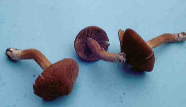 Rotschuppiger Risspilz-Inocybe gymnocarpa