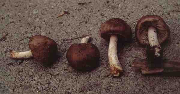 Violettlicher Risspilz-Inocybe obscurobadia