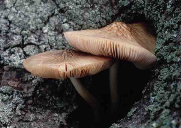 Starrer Dachpilz-Pluteus robertii
