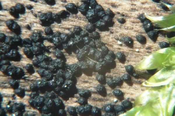 : Kugelkissen-Melanomma fuscidulum