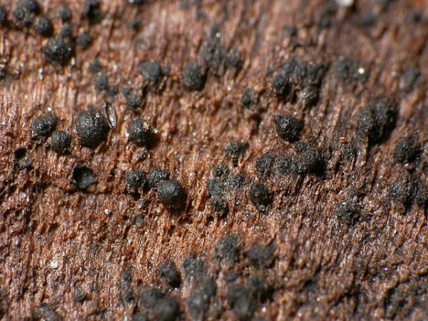 : Trematosphaeria-Trematosphaeria pertusa