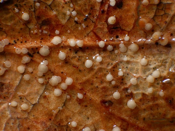 Gelbes Eichenblattbecherchen-Calycellina punctata