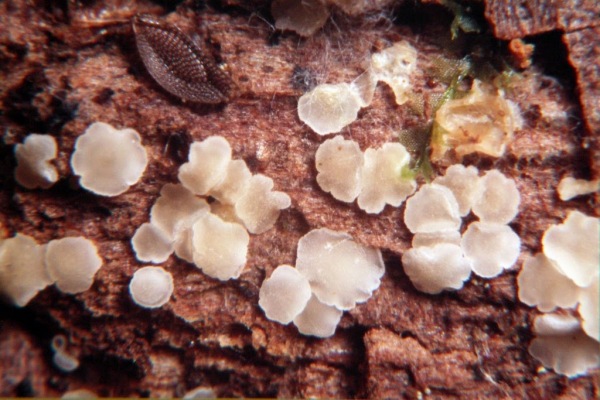 :-Hyaloscypha herbarum