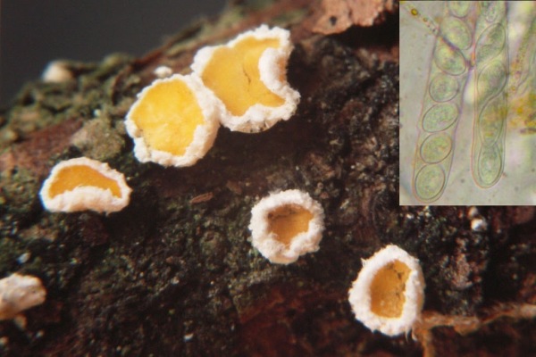 : Haarbecherchen-Lachnellula robusta