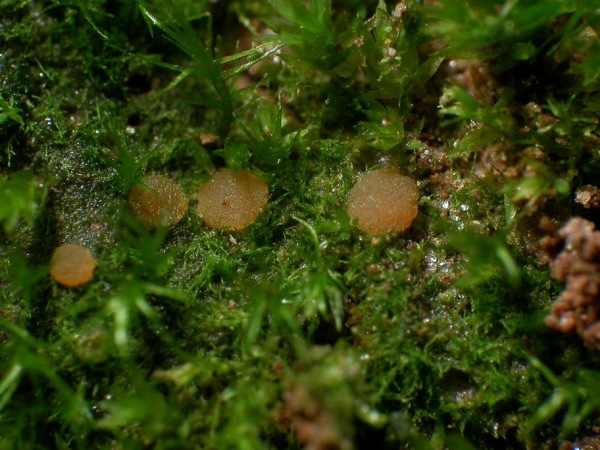 Viersporiges Zwerg-Moosbecherchen-Octospora phagospora